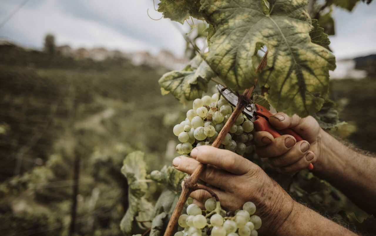 Vendemmia manuale sulle Rive di Guia